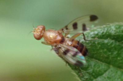 Geomyza tripunctata