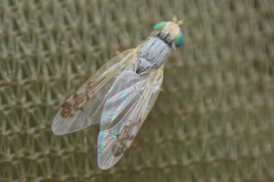 Acanthiophilus helianthi