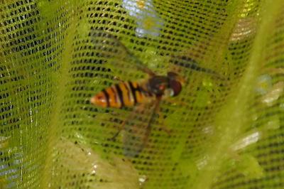 Episyrphus balteatus