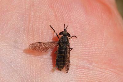 Haematopota pluvialis