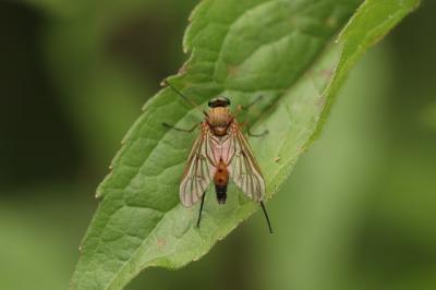 Rhagio tringarius