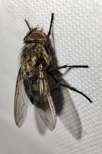 Pollenia