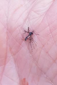 Stegomyia albopicta