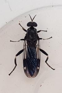 Exaireta spinigera