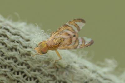 Chaetorellia