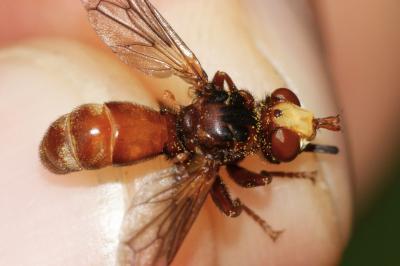 Sicus ferrugineus
