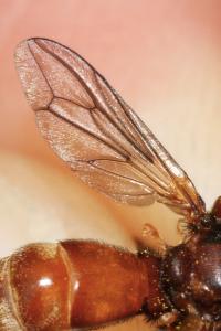 Sicus ferrugineus