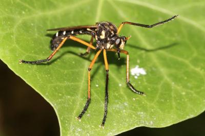 Molobratia teutonus