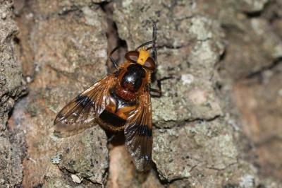 Volucella inflata