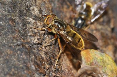 Ferdinandea cuprea