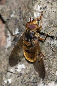 Ferdinandea cuprea