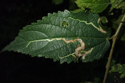 Agromyza trebinjensis