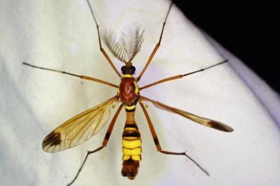 Ctenophora ornata