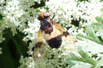 Volucella pellucens