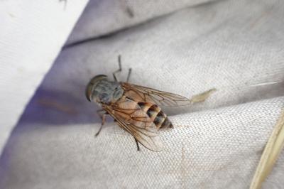 Hybomitra distinguenda
