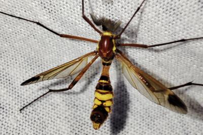 Ctenophora ornata