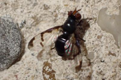 Herina lacustris