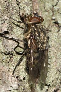 Diptera