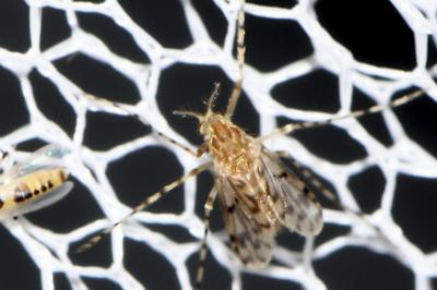 Diptera