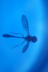 Baccha elongata