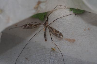 Tipula maxima