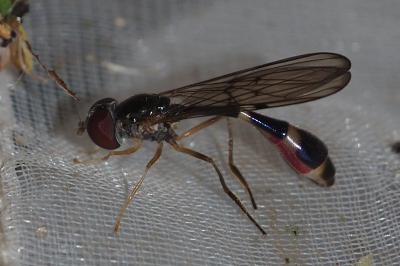 Baccha elongata