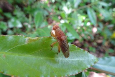 Suillia gigantea