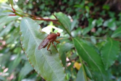 Suillia gigantea