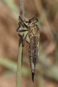 Asilinae