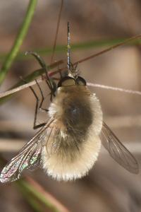 Bombyliidae