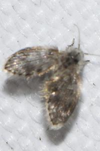 Psychodidae