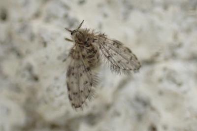 Paramormia ustulata