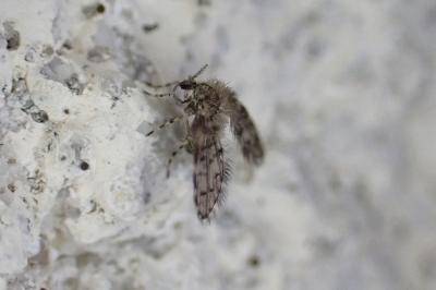 Paramormia ustulata