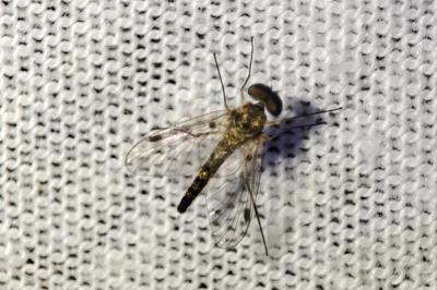 Chrysopilus asiliformis
