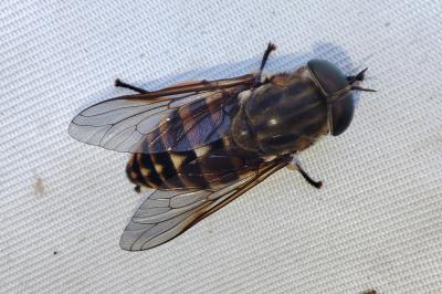 Tabanus sudeticus