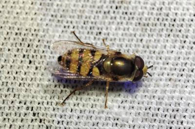 Eupeodes corollae