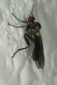 Hybos culiciformis