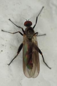 Hybos culiciformis