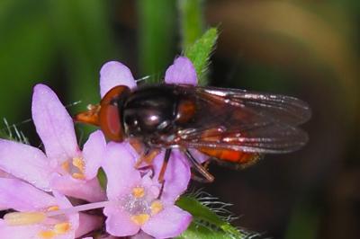 Rhingia campestris