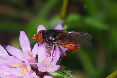 Rhingia campestris