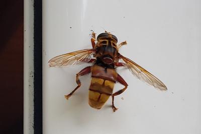 Milesia crabroniformis