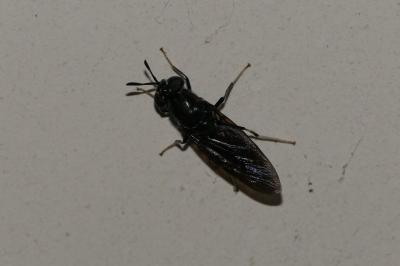 Hermetia illucens