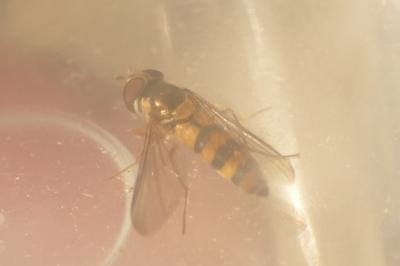 Meliscaeva cinctella