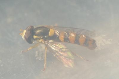 Sphaerophoria scripta