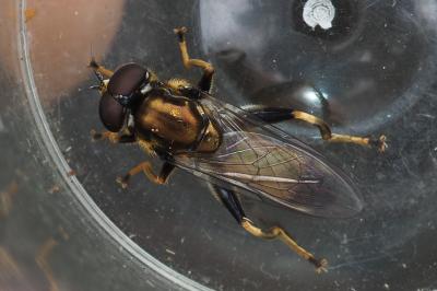 Xylota segnis