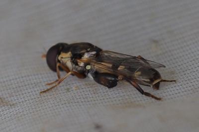 Syritta pipiens