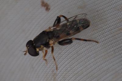 Syritta pipiens