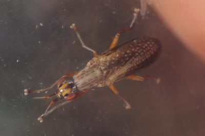 Limnia unguicornis