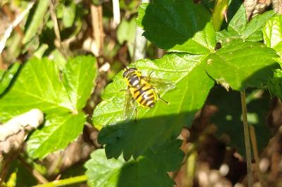 Myathropa florea