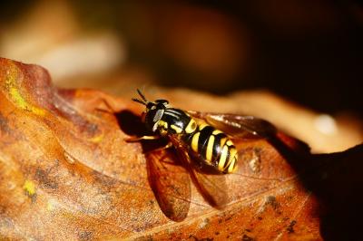 Chrysotoxum intermedium